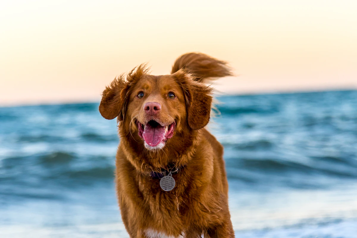 A dog runs out of the sea toward the camera, ears flying.